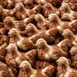 Poules Lait Praliné Noisettes