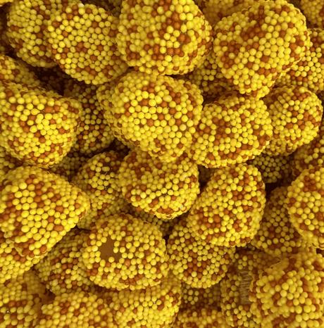Mûre Perlée Citron Cola - D'sito